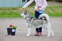 Askolan Kaunein koira 2015